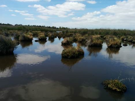 Significant amount of rain in January resulted in plenty of potentially available mosquito habitat.png